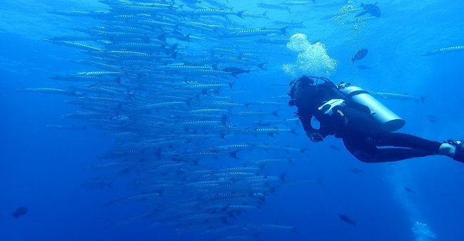 導潛帶潛 Fun diving